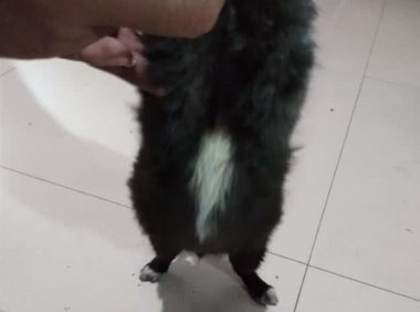 小奶狗第一次吃肉,肚子大到四脚朝天都翻不过身来了,太扎心了