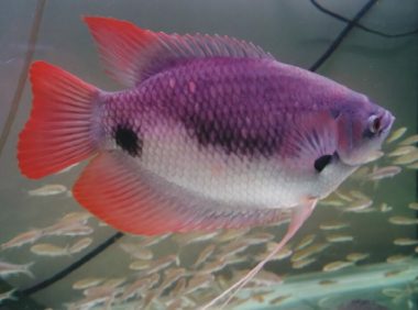 石斧鱼身份信息