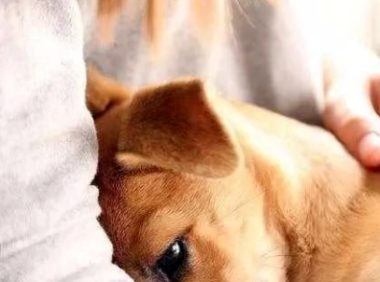 狗狗害怕的8个表现,你还不了解?
