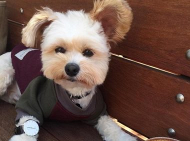 这几种“人类食物”，狗狗不能吃，别让好心害了它