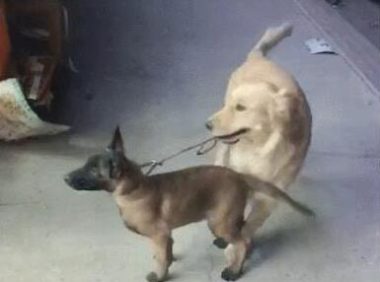 主人让金毛去照看马犬,金毛一脸不愿意,马犬:咋地,委屈你啦?