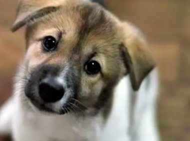 狗狗得细小的症状