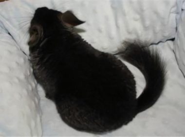 纯黑龙猫身份信息