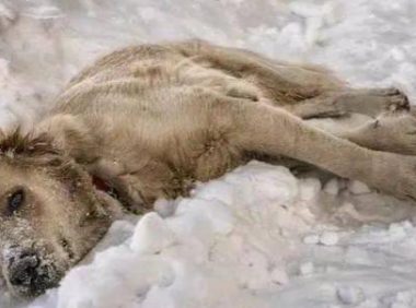 流浪狗妈妈零下20度被冻死在雪地，用身体温暖怀中7只幼崽！