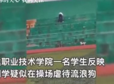 安徽职院内男子虐狗后高空抛狗致死，校方回应：系外来人员