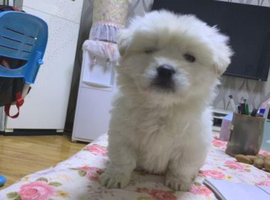 回家了时被流浪犬拦下去向，女生轻轻地踢一下，狗狗行为让人啼笑皆非