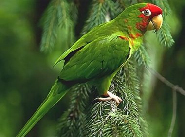 红面具锥尾鹦鹉身份信息