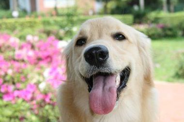金毛幼犬吃什么有营养 哪些食物是金毛幼犬不能吃的