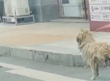 瘸着腿出没在街头的流浪狗，还有一个简单的“家”，狗狗凶猛的背后却满是无奈