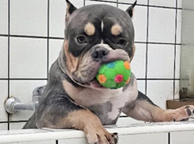 狗狗悄悄吞了11只玩具鸭子,主人只好安排手术取出来