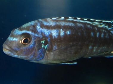 闪电王子鱼身份信息