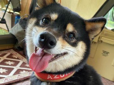 网友带柴犬去露营它太高兴，离去时却十分难过：就不可以多玩游戏几日？