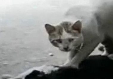 流浪猫抢救同伴一小时 猫咪哭泣的场景让人心碎