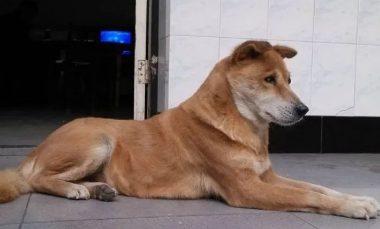 为了避免狗狗被欺负怀孕,男子特意做了个神器:这下万无一失了吧