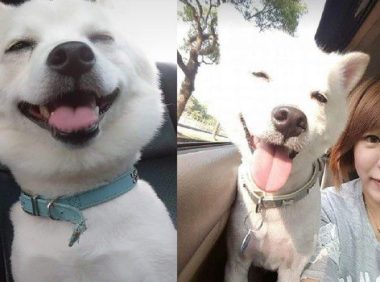 爱就是不离不弃 流浪狗跟新娘一起嫁出去了