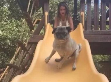 狗狗玩滑梯表达:本汪一点儿不急,,随后狗狗的小表情却让人笑喷