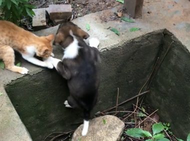 看到猫咪和狗子的神仙友情,网友们直呼慕了慕了……
