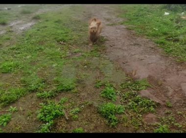 大山里的流浪狗跟女孩走了10公里,被收养后,丑小鸭变成了白天鹅