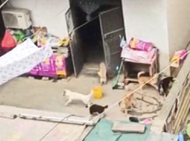 夫妻一共养了30只狗20只猫,退休金全都用来喂养了