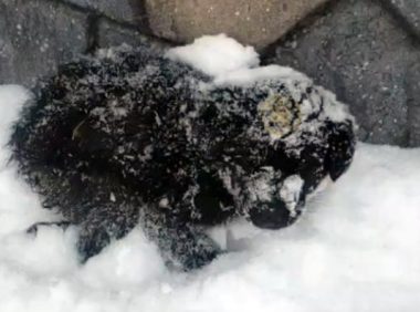 流浪狗蜷缩着睡觉，一觉醒来被雪盖住！冷的直打抖