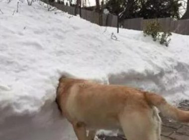 下班回家,看到柴犬坐在电暖器前,销魂姿势让主人笑的胃疼