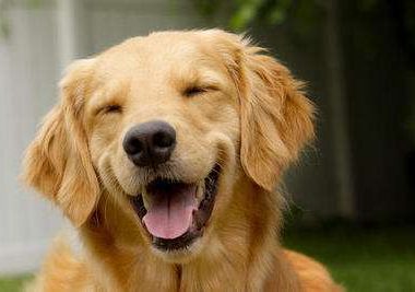 金毛妈妈背着小狗在街上找新主人,众人同情,但看到牌子上的内容就后退了