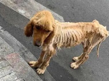 被弃金毛患上“犬瘟热”死亡 专家:勿丢弃病狗