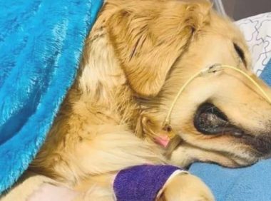 为什么说小宠物玩具对狗狗而言都很安全性。盘绕和误食都是导致出现意外