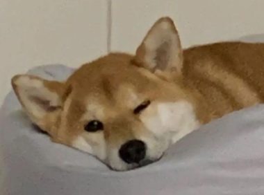 给你三个养柴犬的理由！别犹豫了，真香！