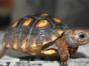 红腿陆龟身份信息