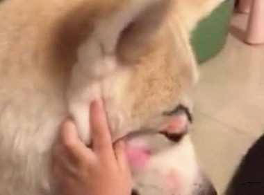 女子下班回家，看到女儿在狗狗脸部捯饬，靠近一看却有点儿心痛了