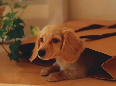 狗狗时髦好听的英文名，主人们快为萌宝挑一个吧！