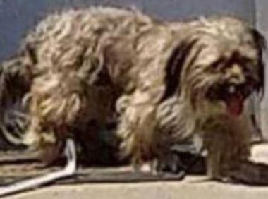 主人搬家抛弃狗狗 小狗在屋子门外哭了好几天