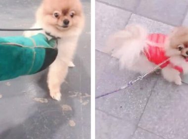 博美犬寄养乡下回来后:变得暴躁、咬人