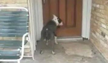 狗狗被弃养抓门狂哭，主人泼水驱赶，看完泪奔……