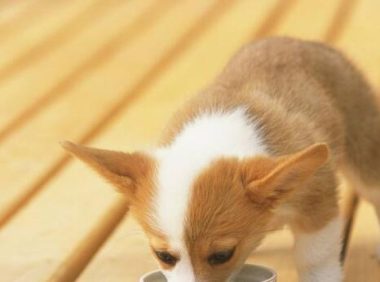 人吃咸了会喝水，狗狗吃咸了怎么办？盘点狗狗吃咸后的五种表现