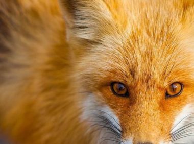 美国老人被类狗动物疯狂撕咬,事后狂打12针狂犬疫苗