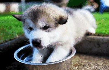 为教育狗狗不乱咬拖鞋，主人以此招示范，不料吓得狗狗相互抱团