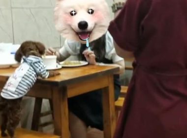 狗狗上餐桌与人同吃,饭店老板懵了,网友:再也不去了