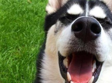 一切狗和哈士奇在一起，都是被传染，就连军犬德牧都不列外