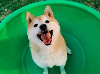 卖身还债的柴犬登登被新主人接走，新主人：我只是一个想把登登带回家的普通人