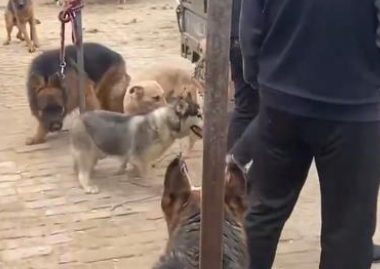 为了卖狗，小伙让它们咬二哈