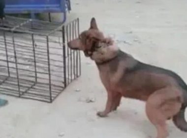 狗狗被贩卖不愿进笼子,狗贩子一言不合踹两脚,画面让人揪心