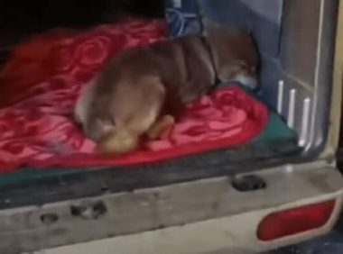 因犬瘟后遗症，能跑能跳，品相不错的小柴犬就此被抛弃，小哥：愿你幸福