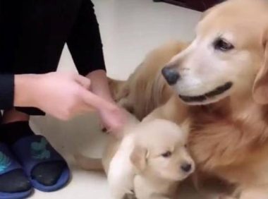 狗儿子犯错被教训，大金毛死活都拦着主人