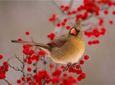 画眉鸟身份信息