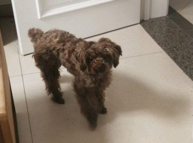 流浪犬被丢在街道,小家伙追过去被一脚踢走,主人家:自求多福吧