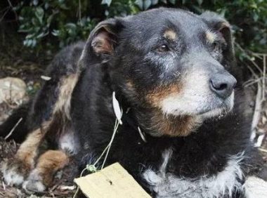 当好朋友遇到危险,这只聪明机智的狗狗选择这样做