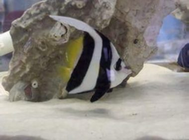 羽毛关刀身份信息