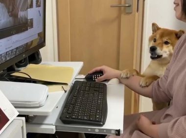 “你怎么可以看别的狗！”柴犬见主人在网上偷看别的狗，狂吃醋